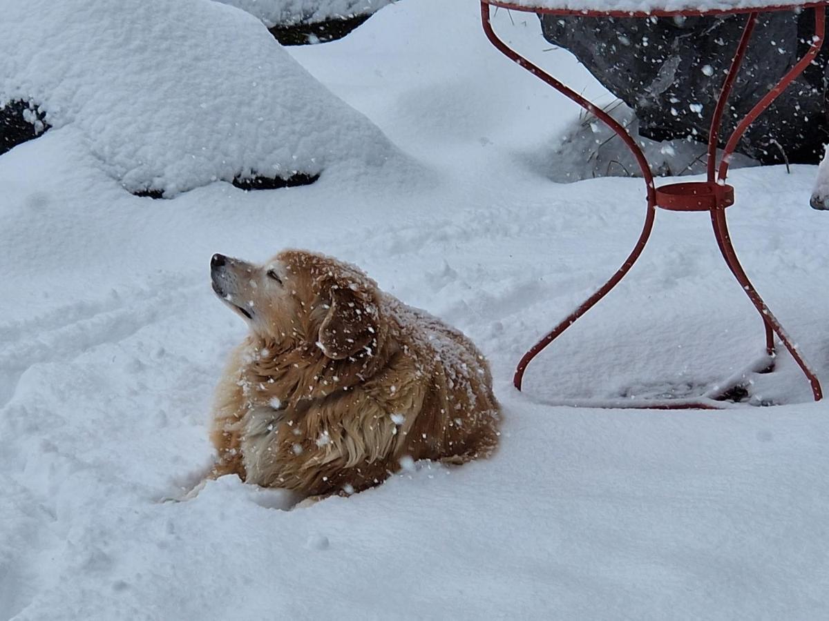 Chalet Gotthelf Gartenstudio, Ferien Mit Hund Adelboden Exterior foto